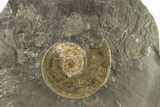 Jurassic Ammonite (Harpoceras) Fossil - Posidonia Shale, Germany #264536-2